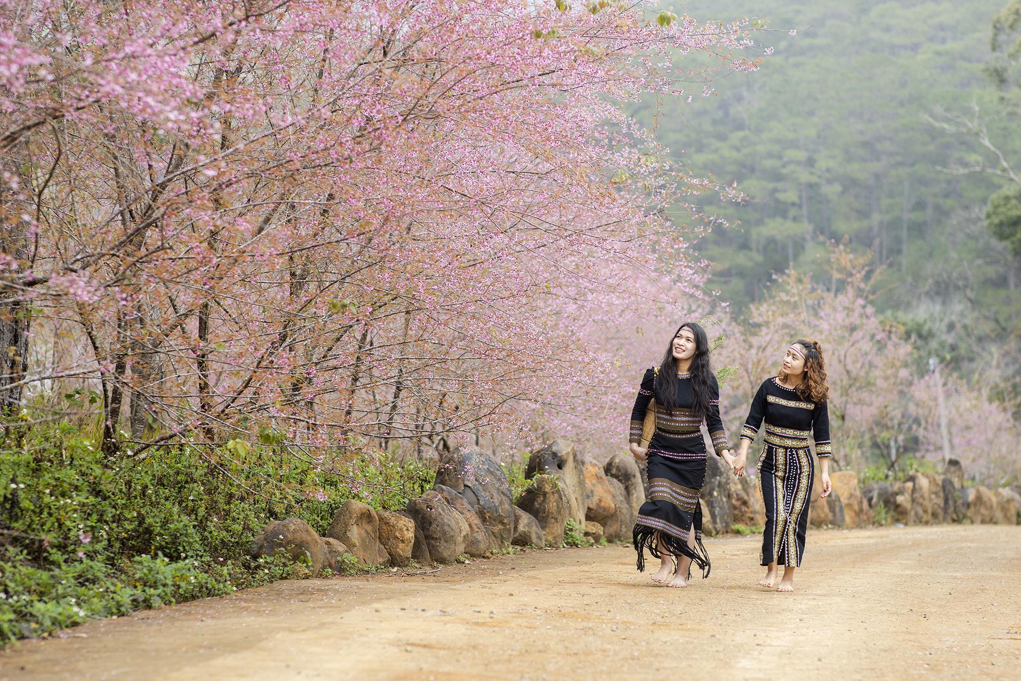 Photo Gallery: Admiring cherry blossoms in Măng Đen